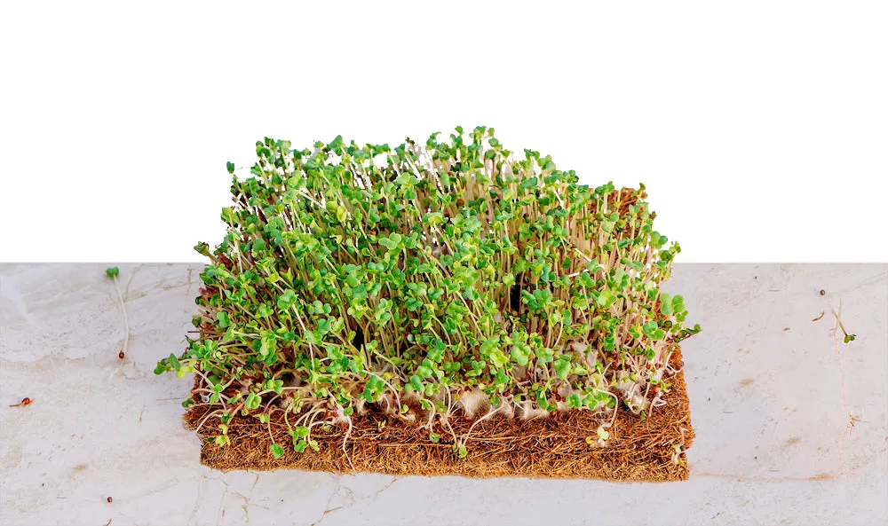 4 x 8 Ft. Coco Coir Grow Mat and Coco Liner Roll