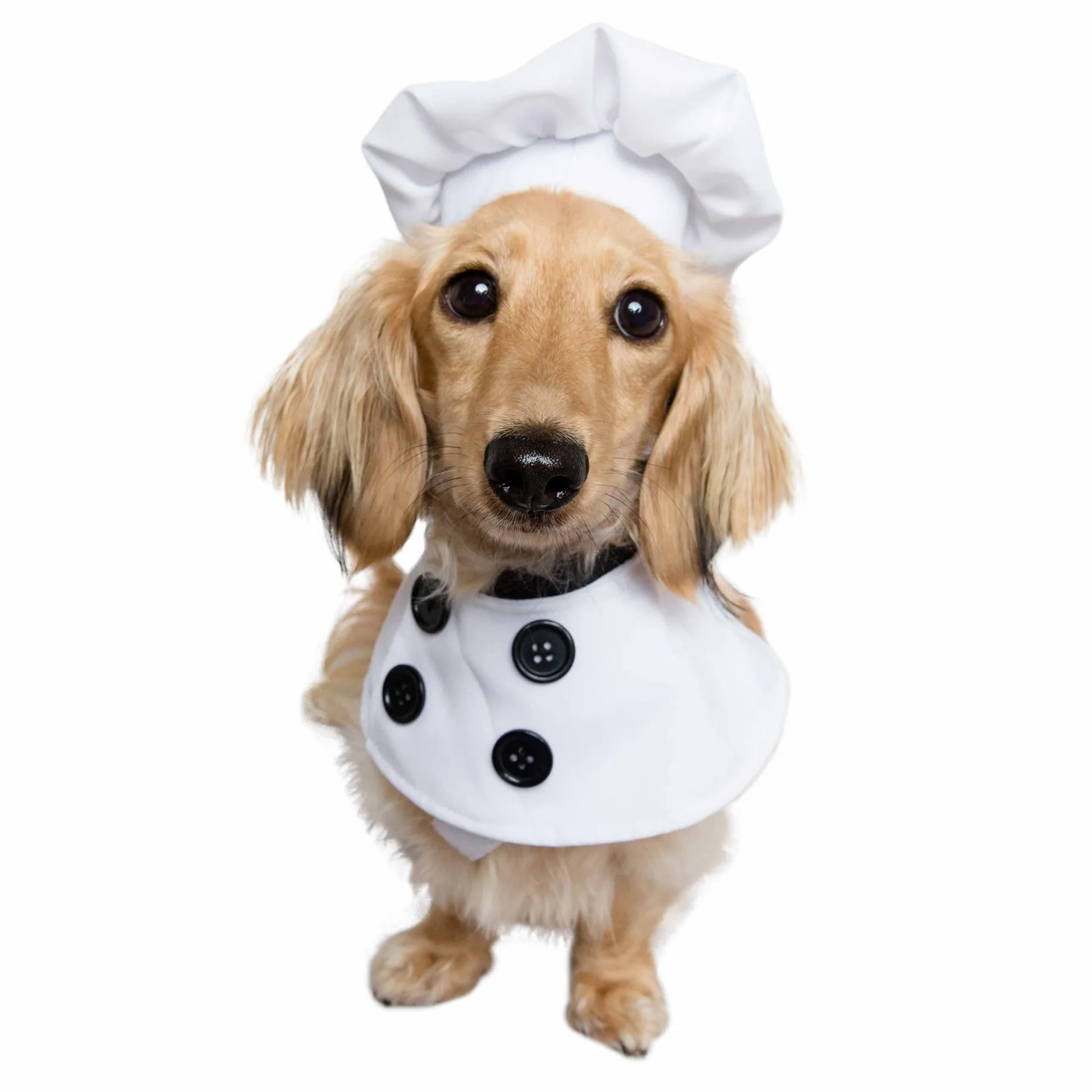 Chef Uniform Dog Costume