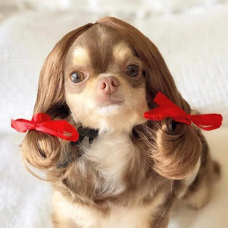 Cute Lion Wig for Cat and Small dogs