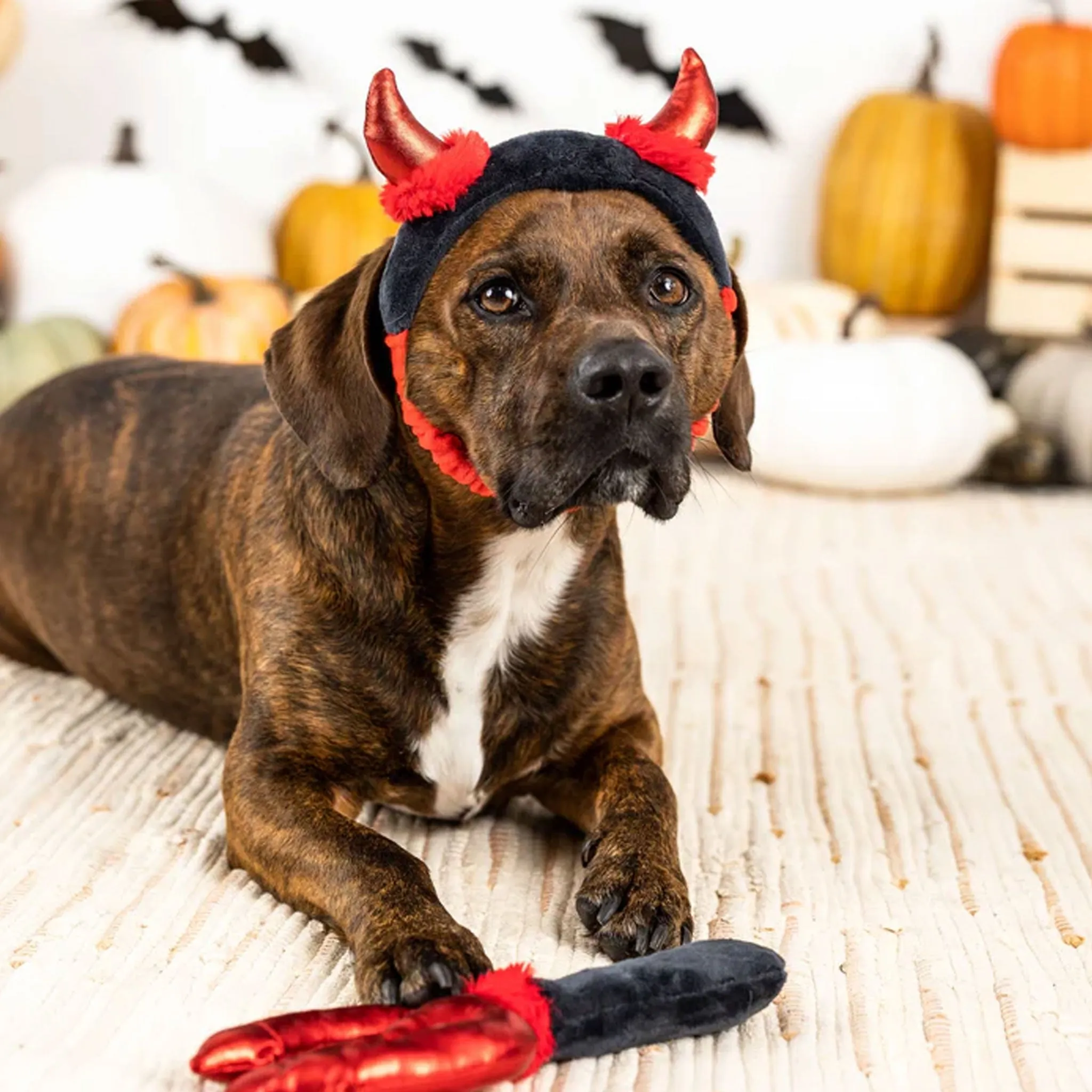 Fringe Cute Lil Devil Dog Toys