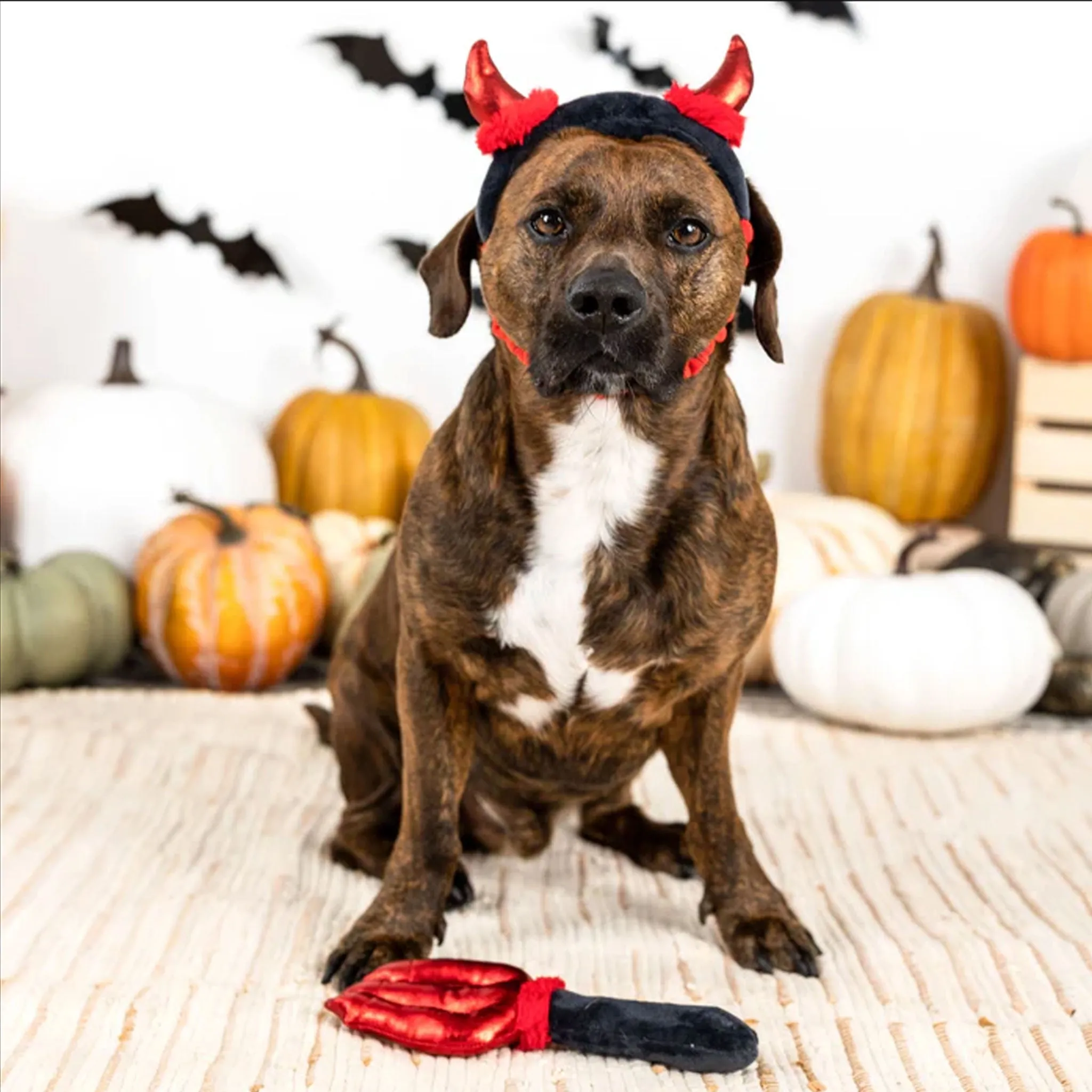 Fringe Cute Lil Devil Dog Toys