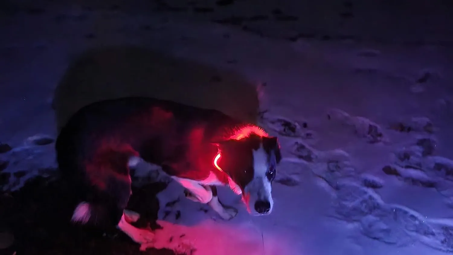 Glow Fetch It! HD Ultra Bright LED Safety Dog Collar, Adjustable, USB Rechargeable with 3 Modes, Water Resistant, Extremely Durable and Easy to Clean (Green, Large)