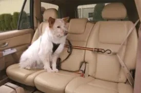 Kurgo Auto Zip Line for Dogs