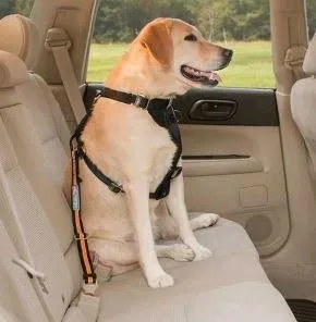Kurgo Direct to Seat Belt Tether