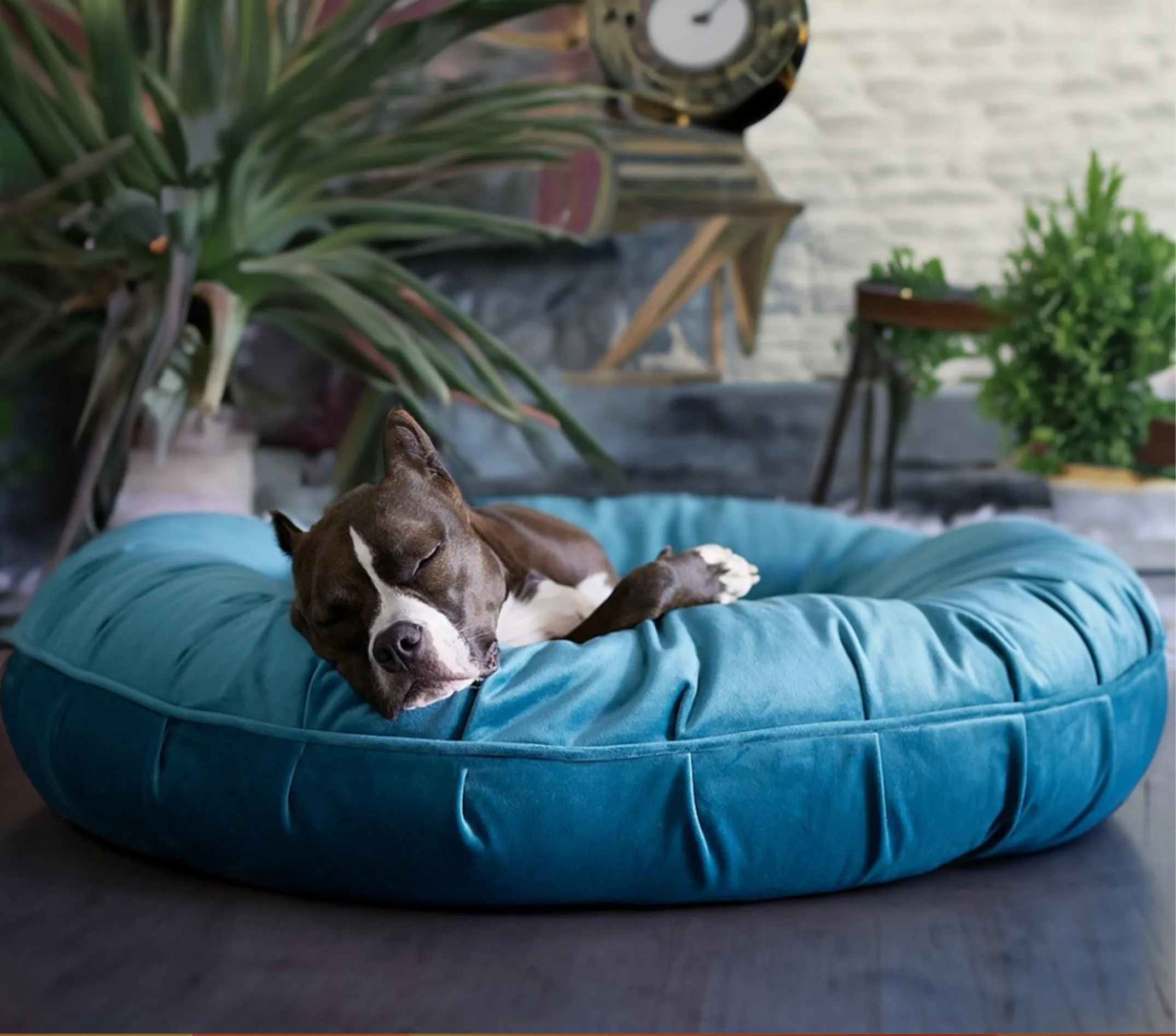 L.A. Dog Company® Ali Donut®