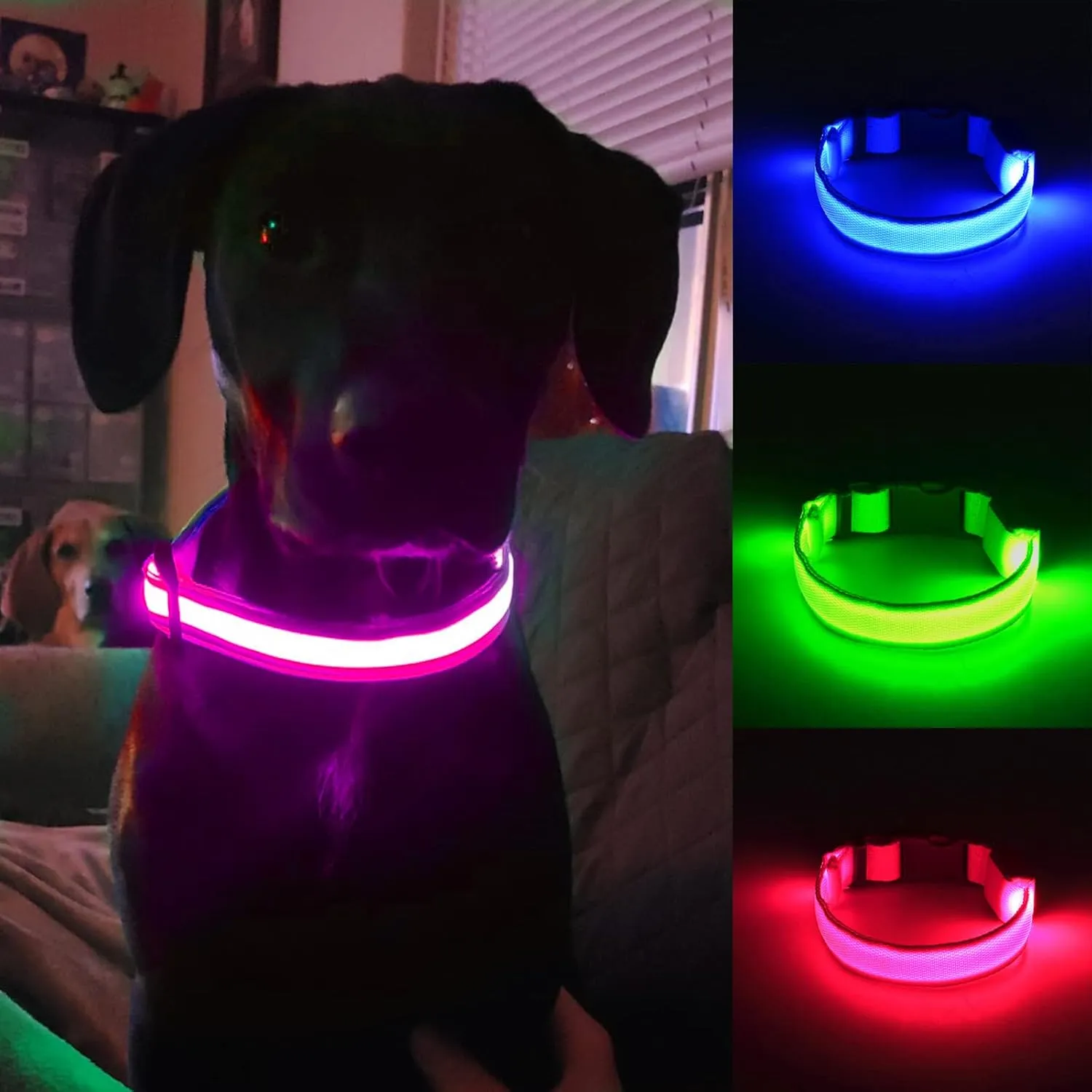 LED Dog Collar - Light Up Collars for Night, Personalized, Small & Large Dogs