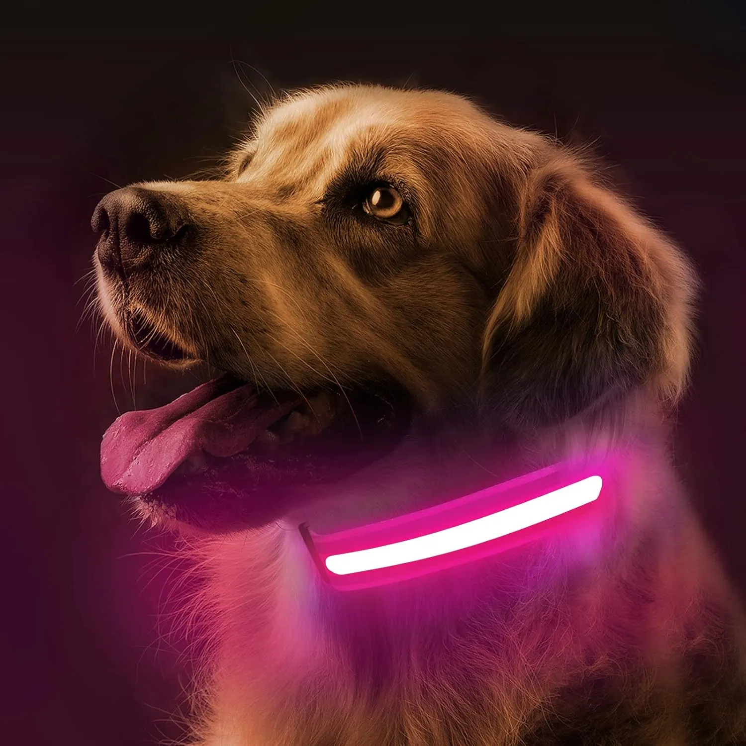 LED Dog Collar - Light Up Collars for Night, Personalized, Small & Large Dogs