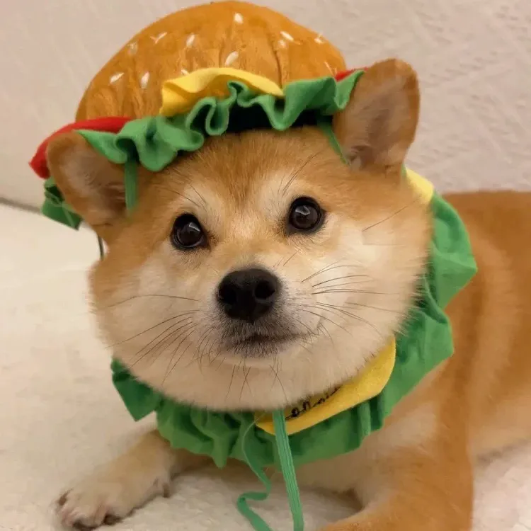 Mcd Hamburger Pet Costume