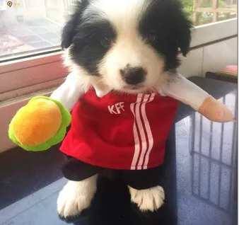 Pet Costumes