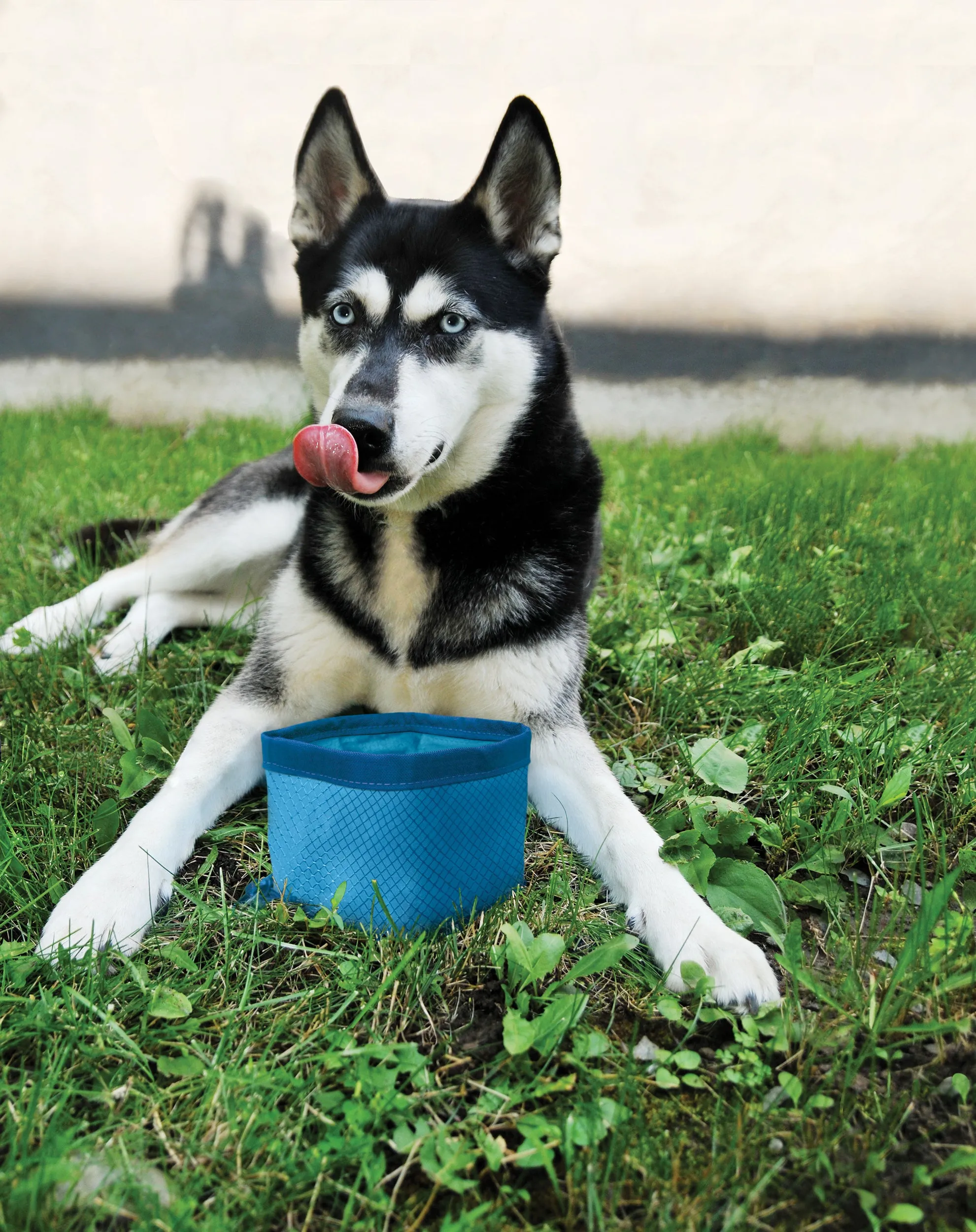 Zippy Travel Dog Bowl